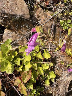 Columbia River Waterfalls