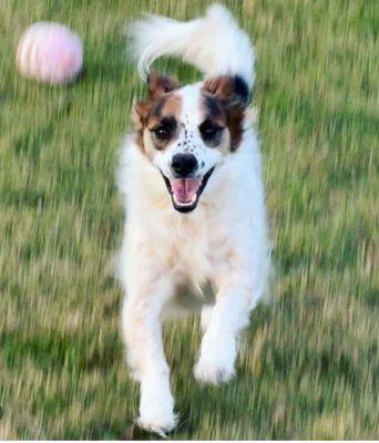 Furry Friends Mobile Vet