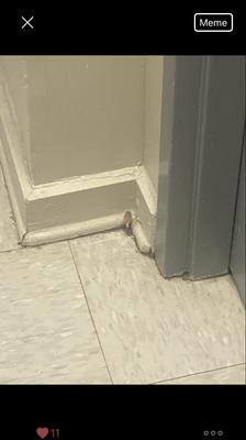 Mushroom growing in the dorm Shane. Pic was sent to me from a friend. BTW, I forgot to mention they didn't have running water.