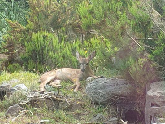 Ocean Shores Gibson's Bed & Breakfast