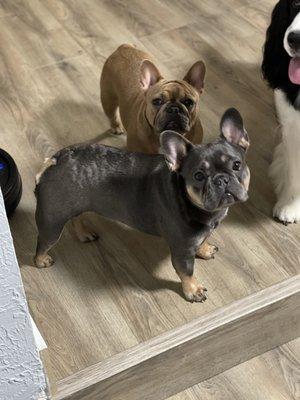 Kali and Maya frenchies
