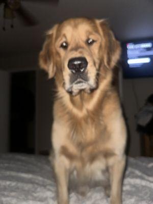 Crows Landing Road Veterinary Clinic