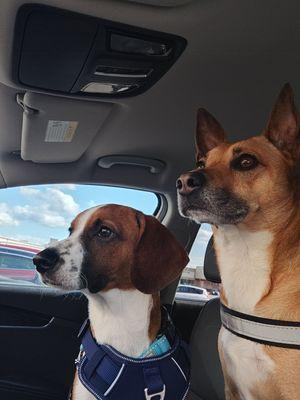 Hills and Dales Veterinary Clinic