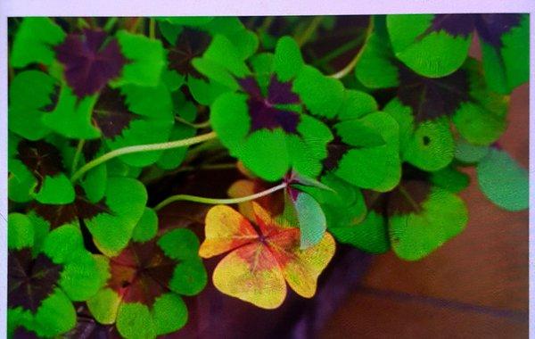 Vickery Park Library