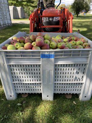 Apple-Licious Orchard
