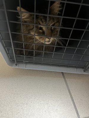 Castle Rock Cat Hospital