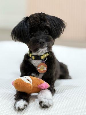 Pet Lovers Dog Grooming