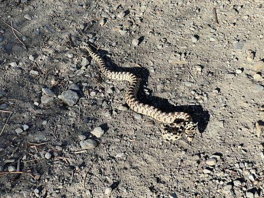 Gopher Snake