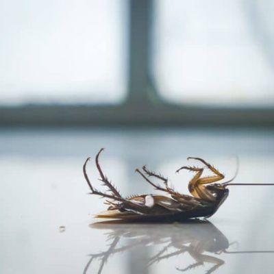 Cockroach treatment!