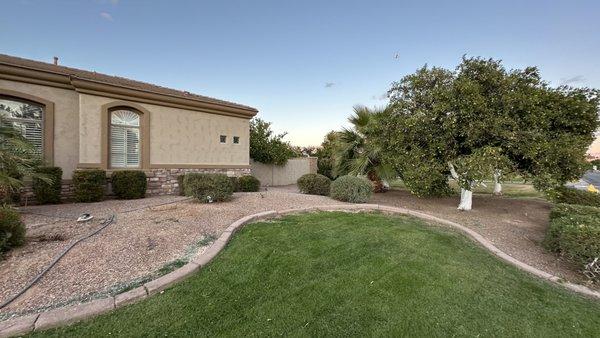 Desertspoon Landscape