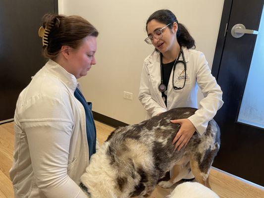 Dr. Pinhasi and Lead Technician Marissa during a wellness exam for Castoumel.