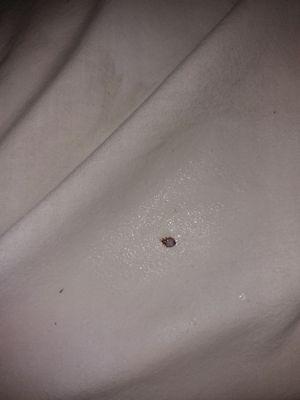 Bedbug at Tallmadge motel in ohio