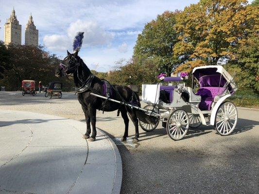 BigApple Central Park Horse Carriage Rides