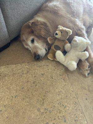 Mobile Veterinary Service