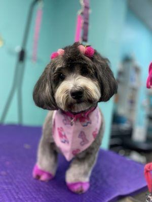 Small dog full groom, booties and tail dye by Maris!