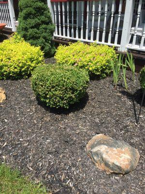this the black cedar wood mulch after only 4 weeks. it's from marks country store in dpringvillr