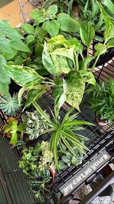 Strader’s Garden Centers