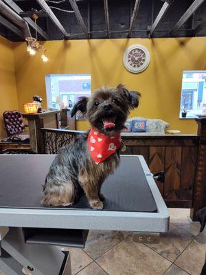 My Pup at her favorite Spa.