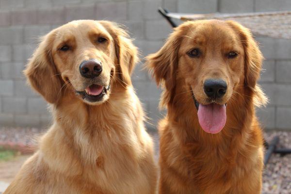 Moon Valley Animal Hospital