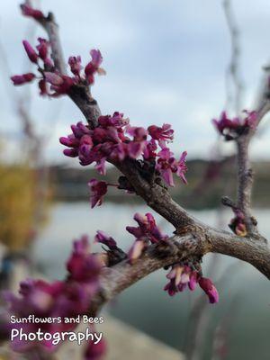 Sunflowers and Bees Photography