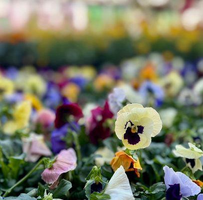 Home Services at the Home Depot