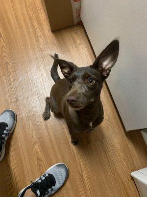 Bloomingtails Pet Salon