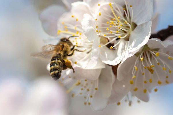 The Bees bookkeeping