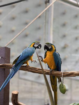 California Academy of Sciences