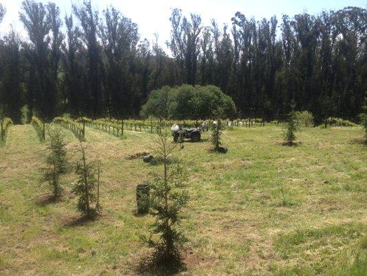 Redwood Grove in the making...