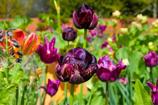 The Stevens-Coolidge House & Gardens