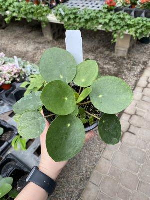 Genrich's Florist & Greenhouse