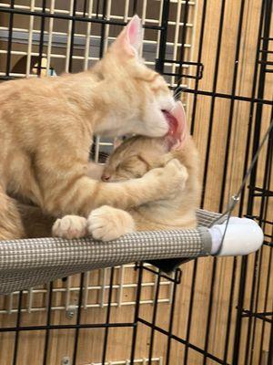 Cause For Paws Thrift Store