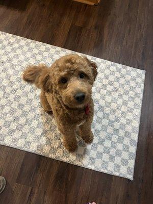 Barkhaus Mobile Pet Spa