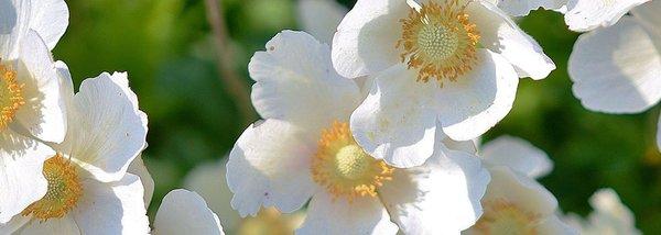 Mitchell Funeral Care and Cremations