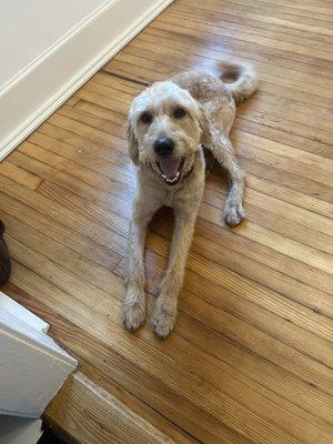 Barking Lot Groom Salon For Dogs