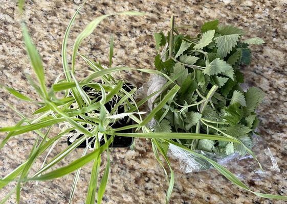Cat grass and catnip
