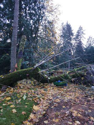 Gig Harbor Tree Service
