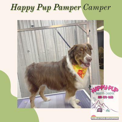Happy Pup Pamper Camper Mobile Dog Grooming