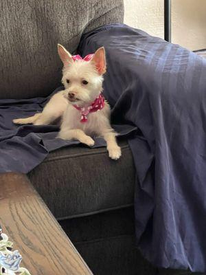 Charlene's Quality Pet Grooming