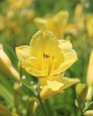 Iowa City Landscaping & Garden Center