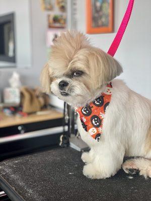 Tooth And Nail Grooming