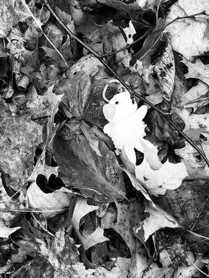 Found a lost stuffed duck keychain