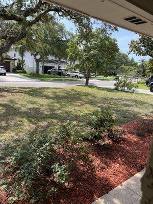 My lawn after being fixed.