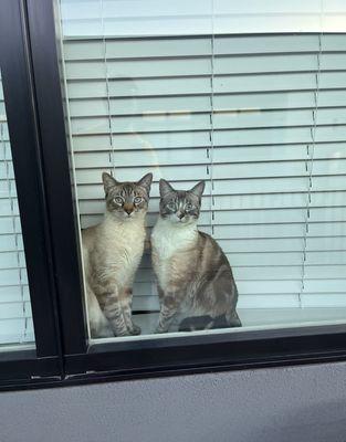 One good thing: the windows allow for peeping pets