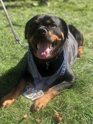 Canine Cuts - Dog Walking and Pet Sitting Services