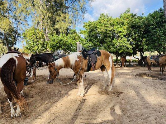 Stables at Turtle Bay