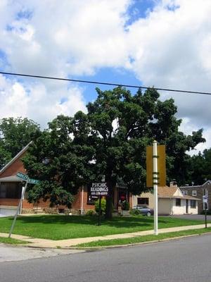 (photographed by Dave Hong)