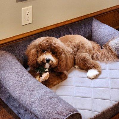 Dogs 5-10 months old are considered teenagers. This can be a very challenging & frustrating time without the proper training.