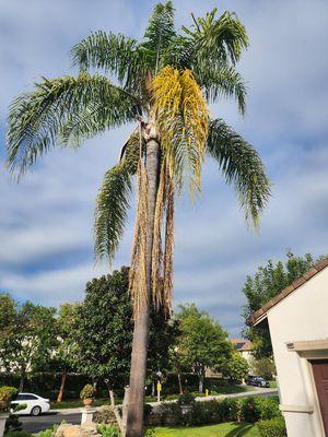 Huerta's Tree Service