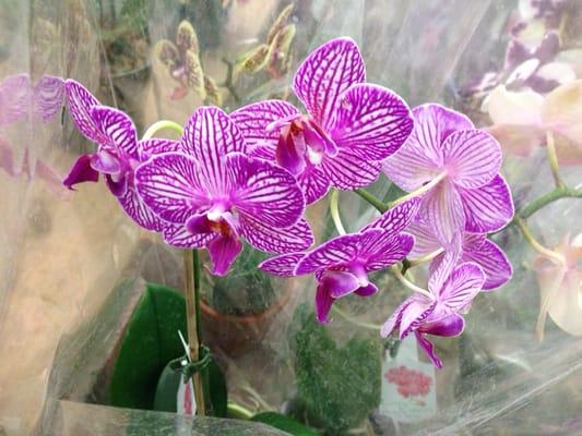 United Central Orchids